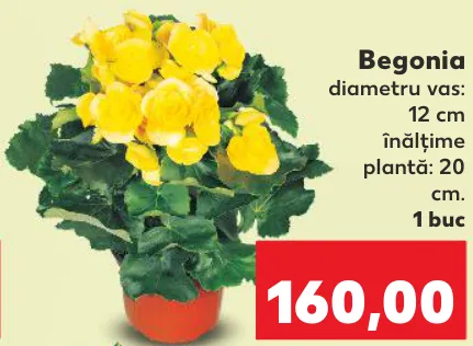 Begonia, 1 buc.
