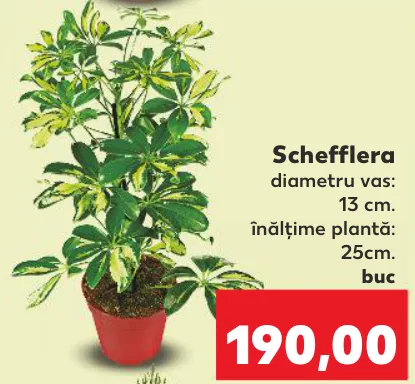 Schefflera