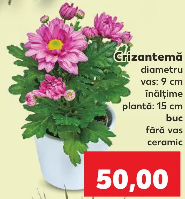 Crizantemă, buc.