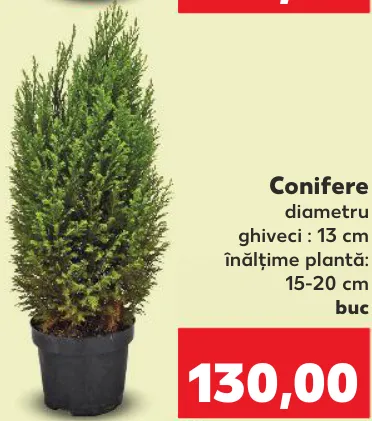 Conifere, buc.
