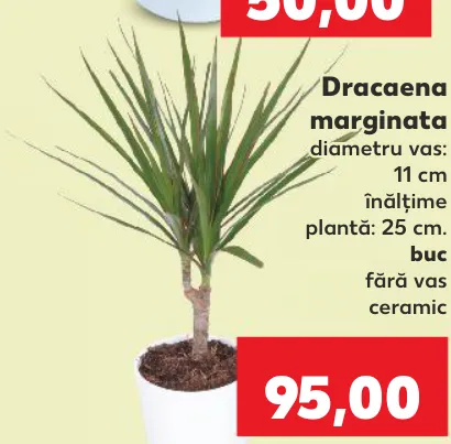 Dracaena marginata