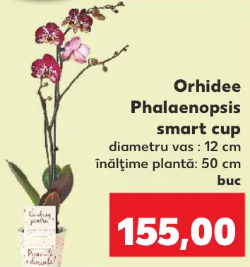 Orhidee Phalaenopsis în ghiveci inteligent
