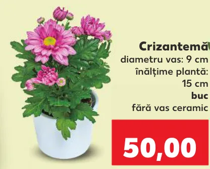 Crizantemă, 1 buc