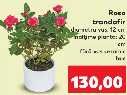 Rosa trandafir, 1 buc