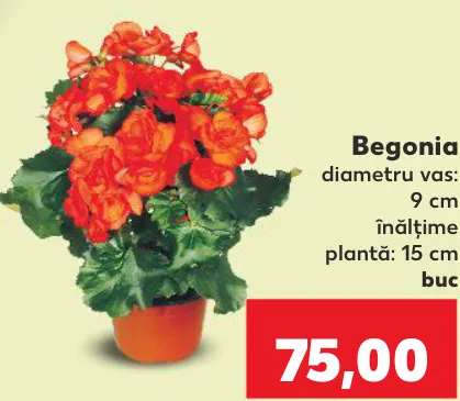 Begonia, 1 buc