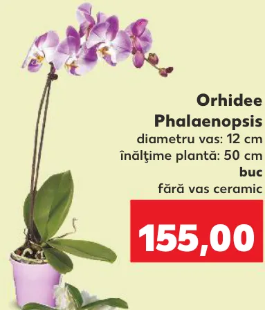 Orhidee Phalaenopsis, 1 buc