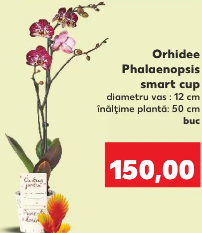 Orhidee Phalaenopsis smart cup, 1 buc