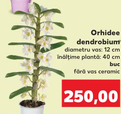 Orhidee dendrobium, 1 buc