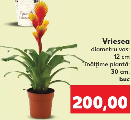 Vriesea, 1 buc