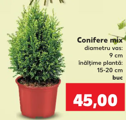 Conifere mix