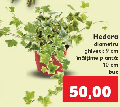 Hedera