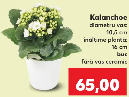 Kalanchoe