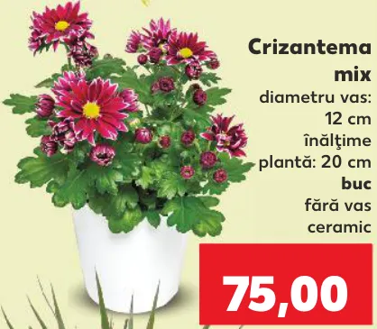 Crizantema mix