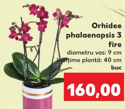 Orhidee phalaenopsis 3 fire