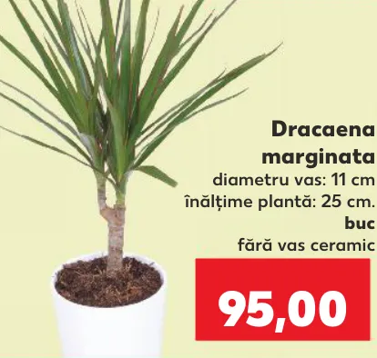 Dracaena marginata