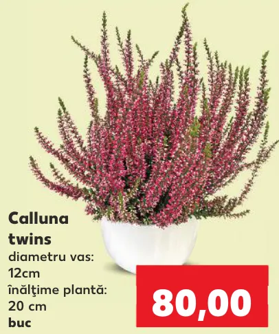 Calluna twins