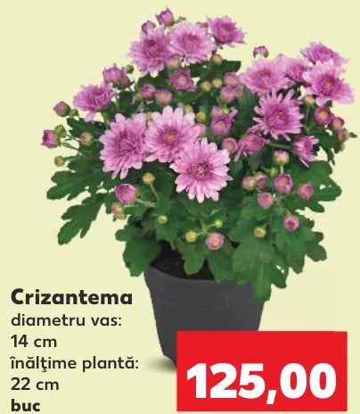Crizantema