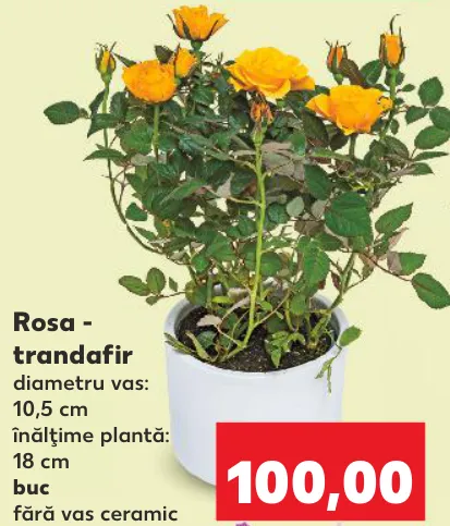 Rosa - trandafir