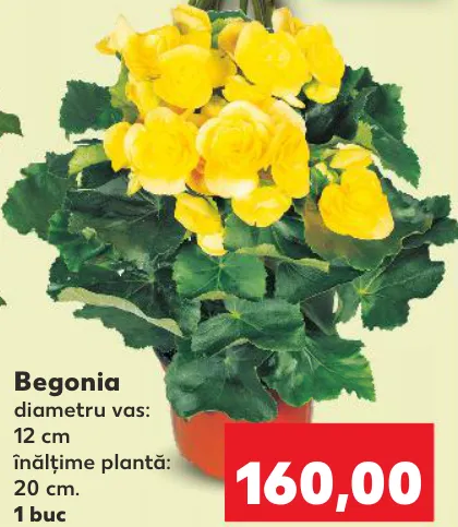Begonia