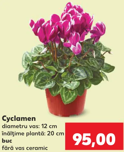 Cyclamen