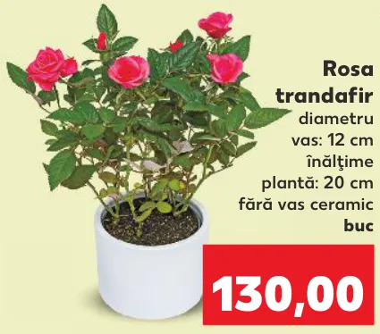 Rosa trandafir
