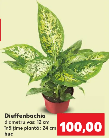Dieffenbachia