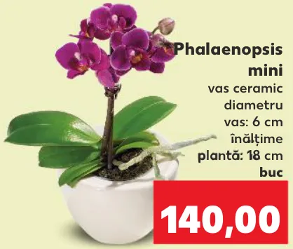 Phalaenopsis mini