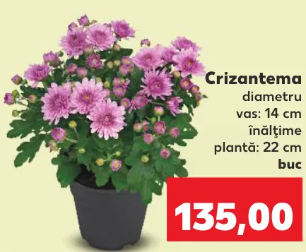 Crizantema