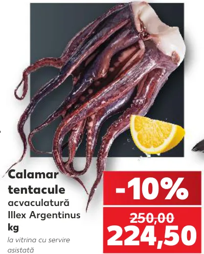 Tentacule de calamar, kg